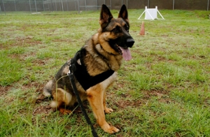 Example of a working dog SIU PD is seeking to raise funds to acquire and train